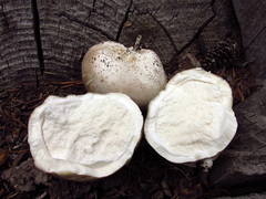 Handkea fumosa