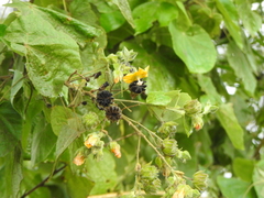Abutilon auritum