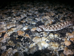 Phyllorhynchus decurtatus