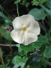 Thunbergia dregeana