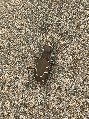Cicindela depressula