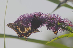 Papilio machaon britannicus