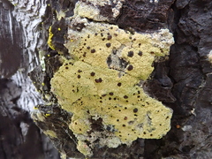 Pyrrhospora quernea