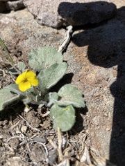 Viola purpurea aurea