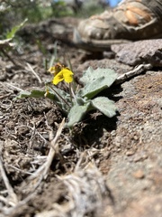 Viola purpurea aurea