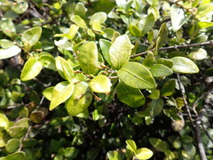 Alyxia stellata