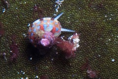 Gibbula multicolor