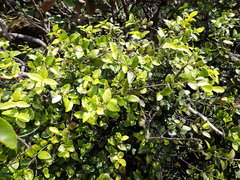 Alyxia stellata