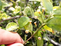 Alyxia stellata