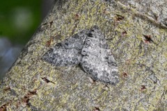 Lobophora