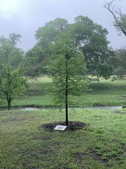 Taxodium distichum