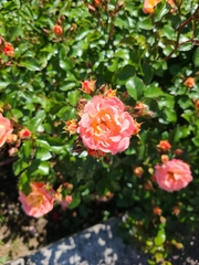 Rosa