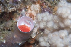 Protula bispiralis