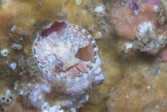 Thylacodes natalensis