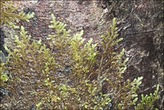 Frullania clavata