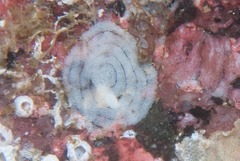 Limacia lucida