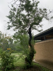 Magnoliopsida