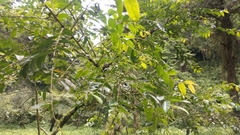 Glochidion acuminatum