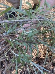 Senecio quadridentatus