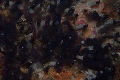 Pseudopotamilla reniformis