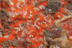 Parazoanthus capensis