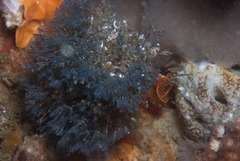 Virididentula dentata