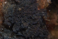 Virididentula dentata