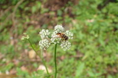 Eristalis cerealis