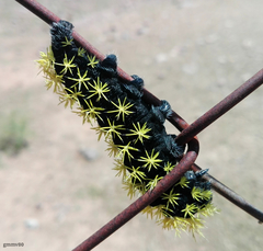 Leucanella viridescens