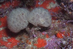 Aplidium circulatum