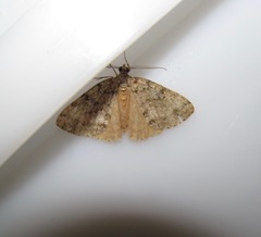 Pseudocoremia indistincta