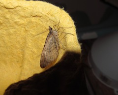 Xanthorhoe semifissata