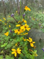 Tagetes zypaquirensis