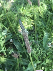 Plantago lanceolata