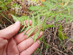 Pteridium aquilinum decompositum