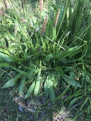 Plantago lanceolata