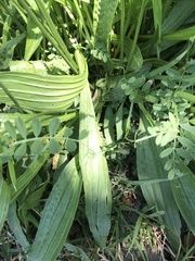 Plantago lanceolata