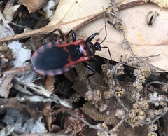 Haematoloecha nigrorufa