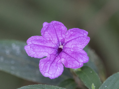 Ruellia jussieuoides