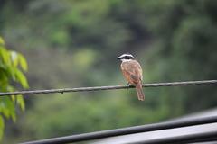 Pitangus sulphuratus