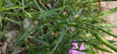 Dianthus palinensis