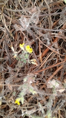 Lotus suaveolens