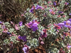 Eremophila rotundifolia