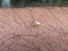 Holcocranum saturejae