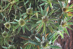 Dawsonia longiseta