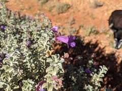 Eremophila rotundifolia