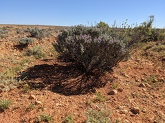 Eremophila rotundifolia