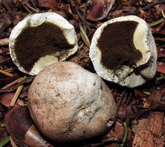 Handkea fumosa