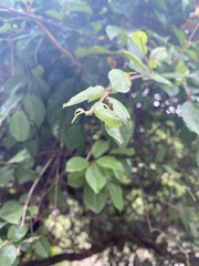 Sageretia thea