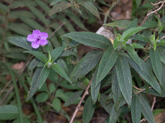 Ruellia jussieuoides